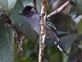  - Streak-backed Antshrike