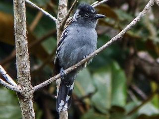  - Streak-backed Antshrike