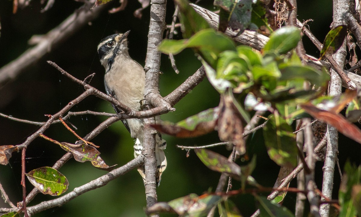 Downy Woodpecker (Pacific) - ML177585851
