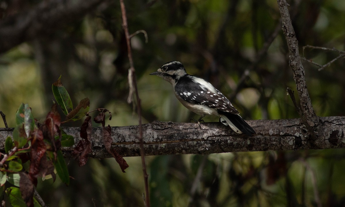 Downy Woodpecker (Pacific) - ML177585861