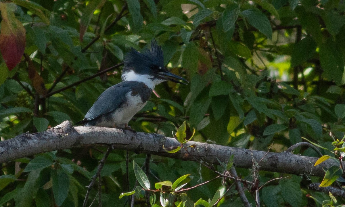 Belted Kingfisher - ML177586611