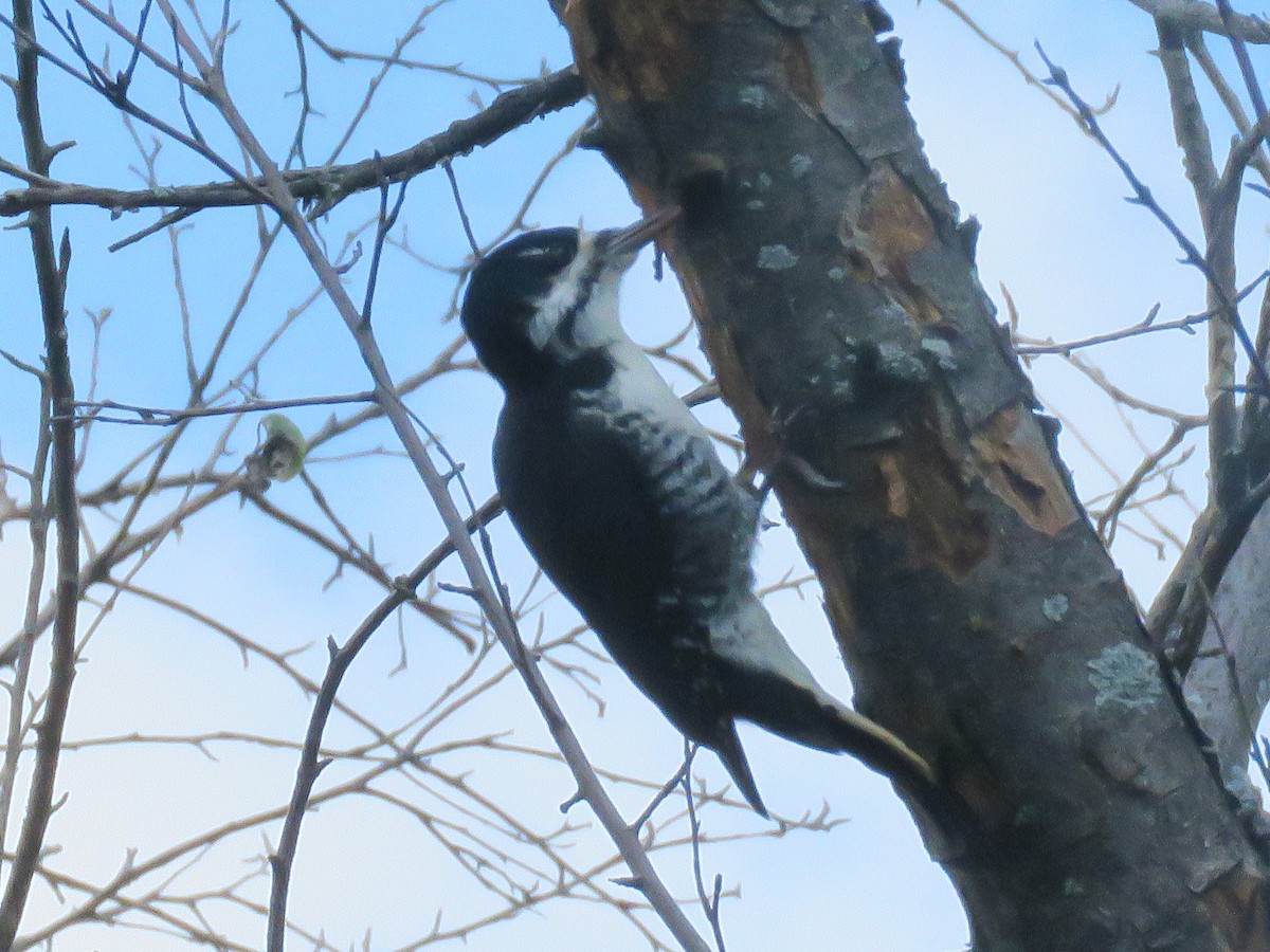 Black-backed Woodpecker - George Levtchouk