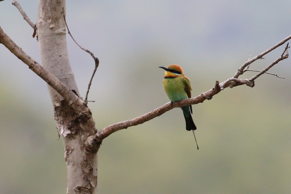 Rainbow Bee-eater - ML177592551