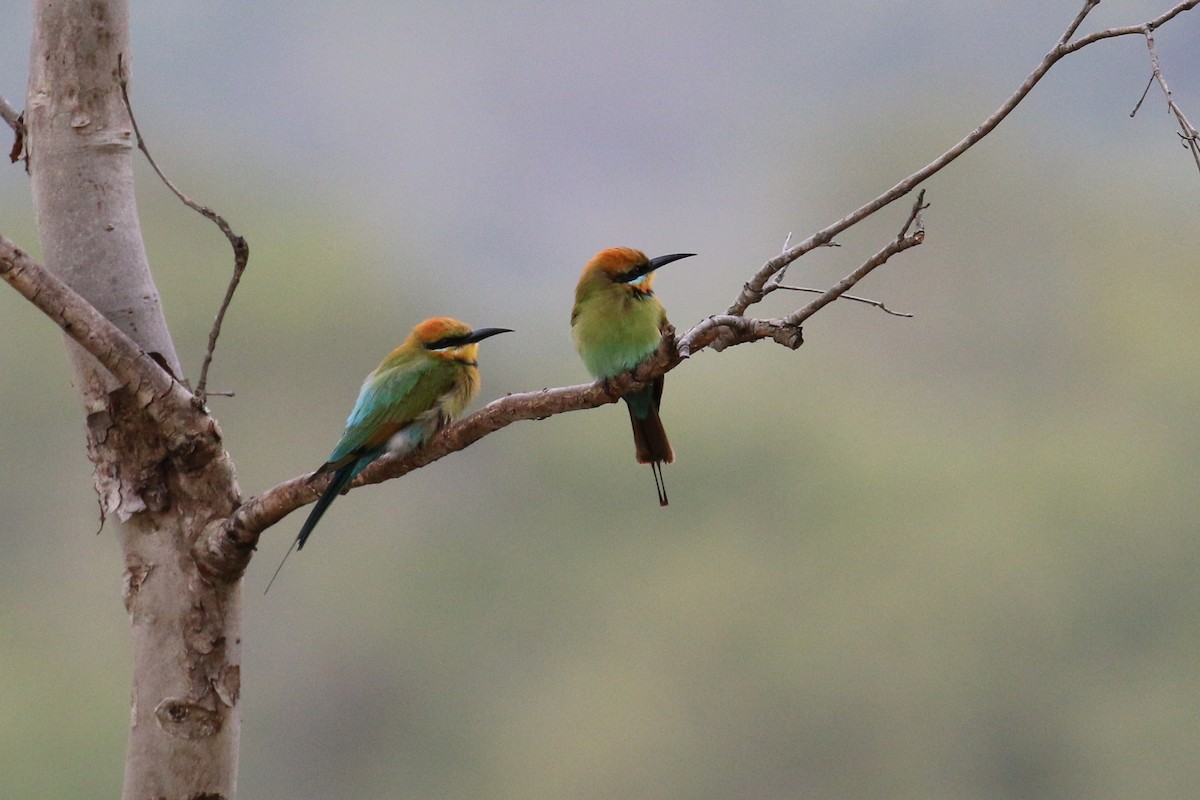 Rainbow Bee-eater - ML177592751