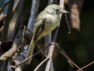  - Olive-green Tyrannulet