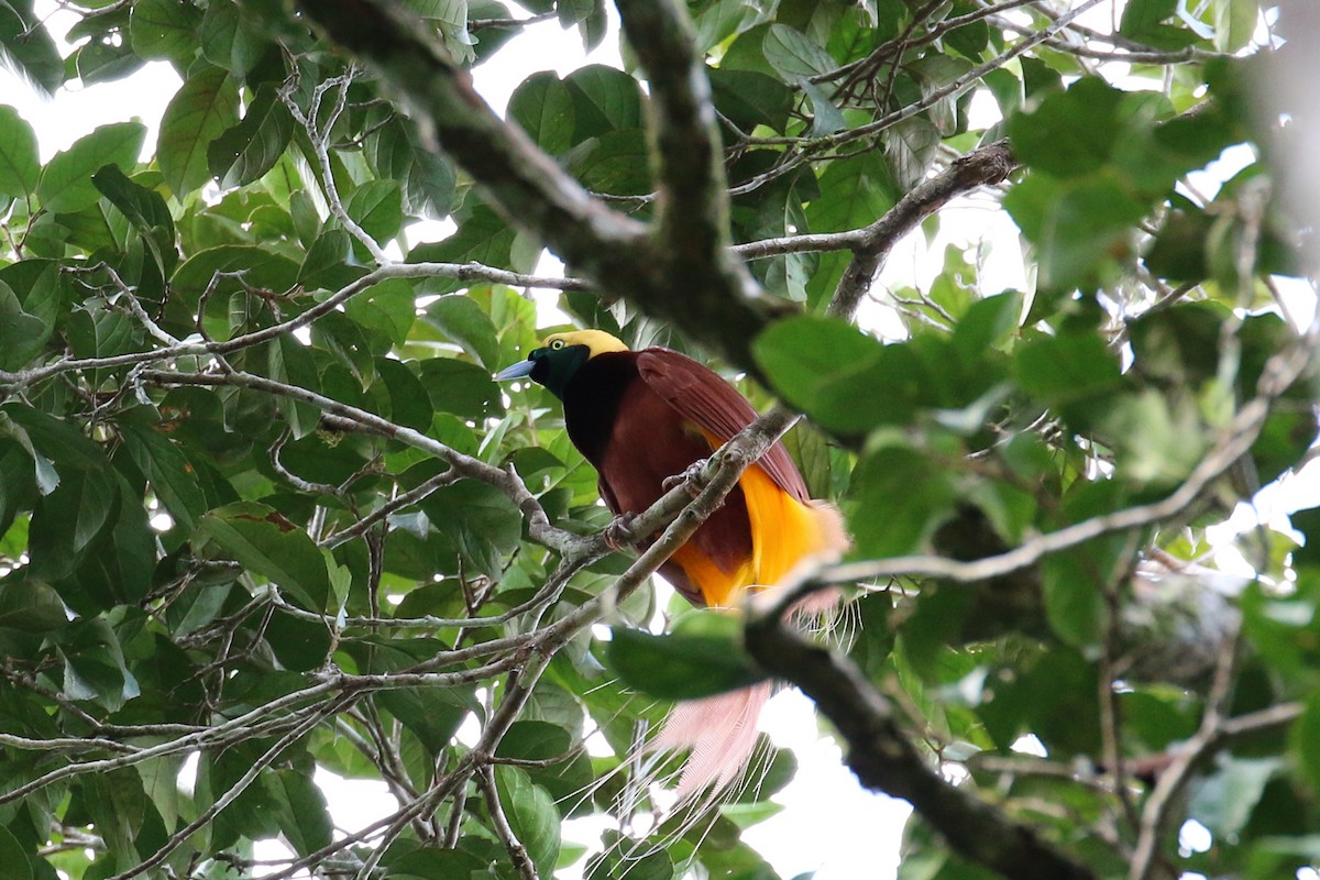 Greater Bird-of-Paradise - Oscar Campbell