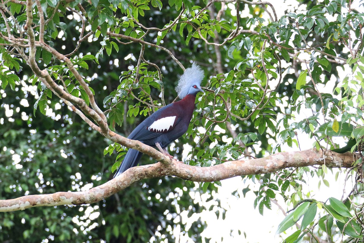 Sclater's Crowned-Pigeon - ML177594621