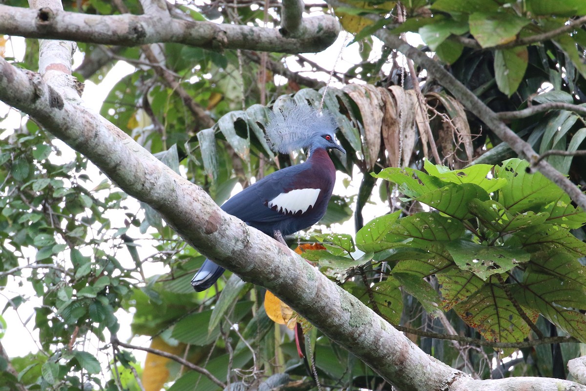 Sclater's Crowned-Pigeon - ML177594651