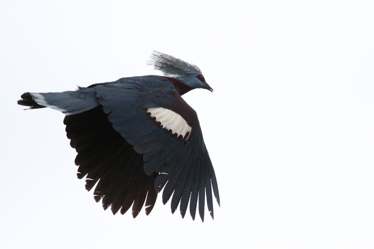 Sclater's Crowned-Pigeon - ML177594861