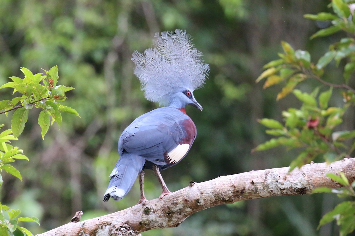 Sclater's Crowned-Pigeon - ML177594891