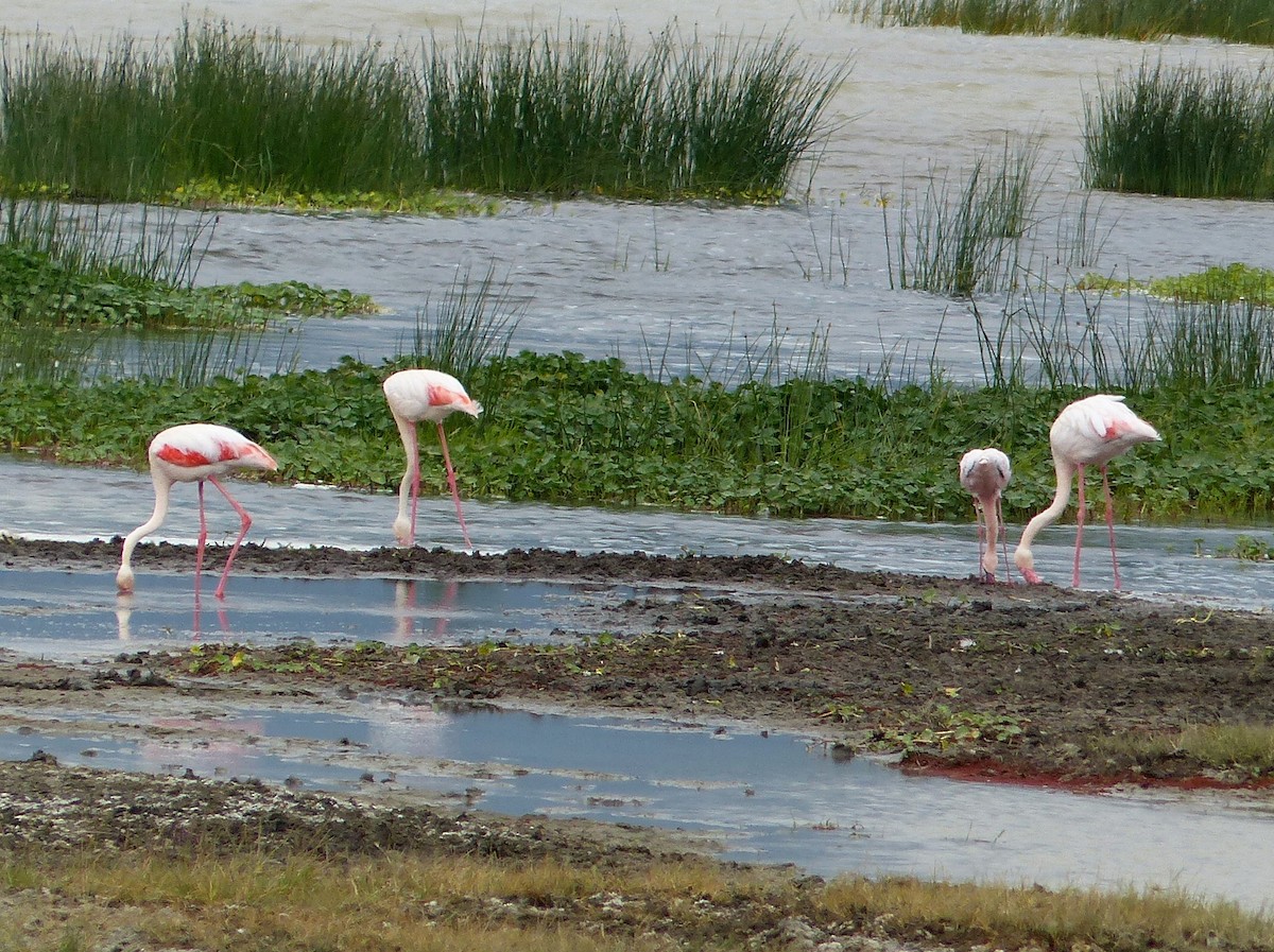 Greater Flamingo - bob butler