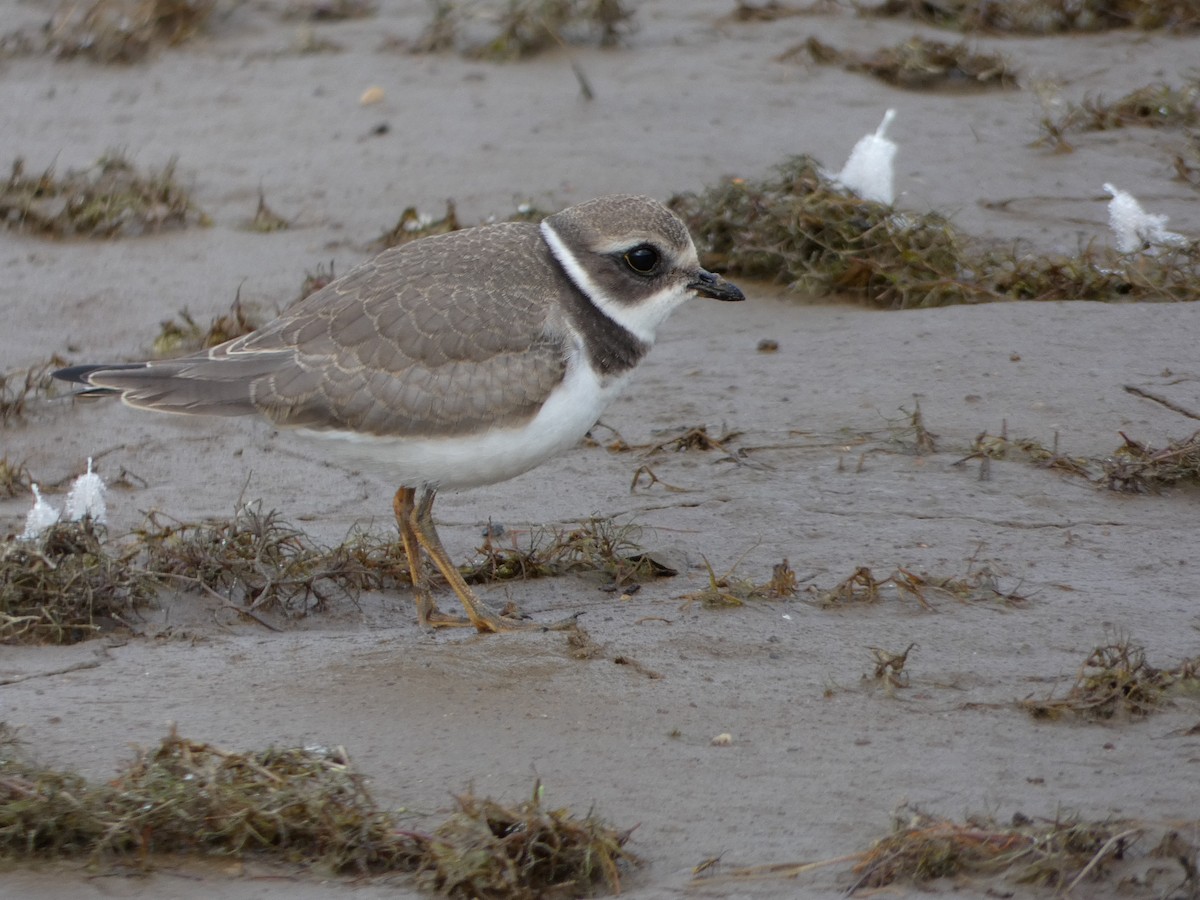 Semipalmated Plover - ML177598641