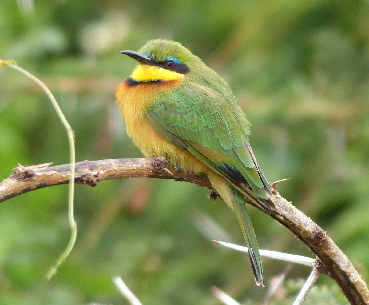 Little Bee-eater - ML177598981