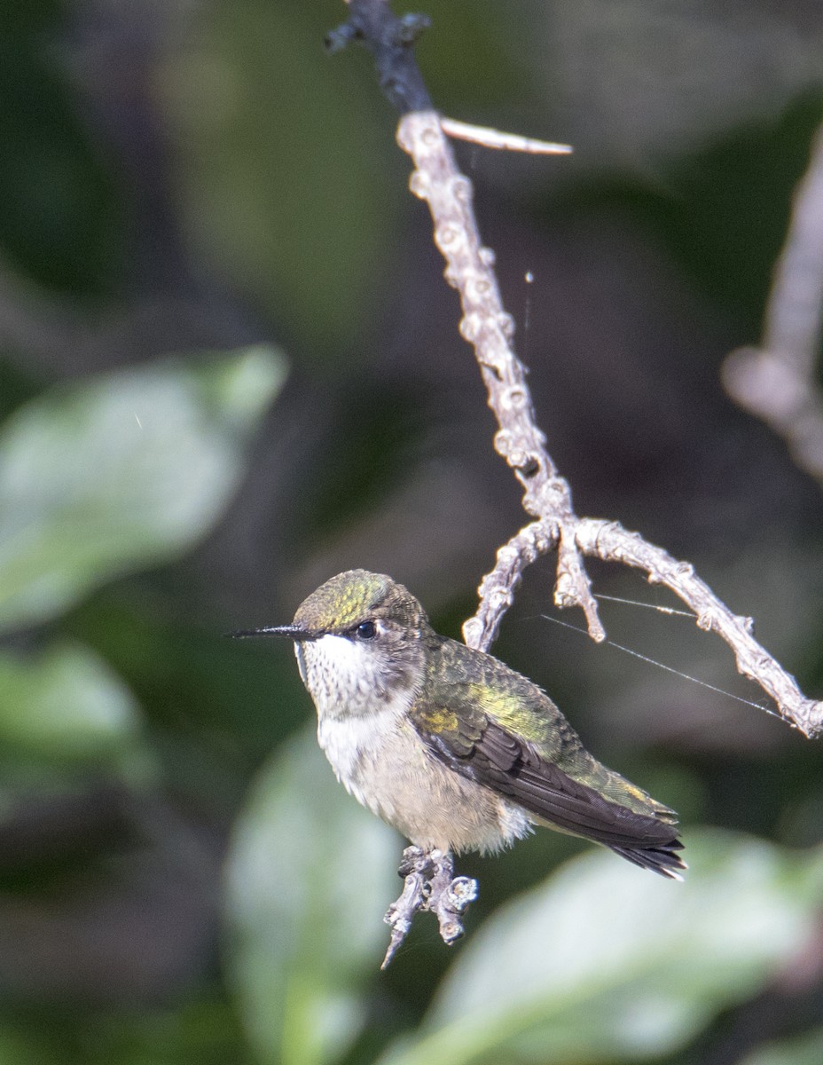 Ruby-throated Hummingbird - ML177599101