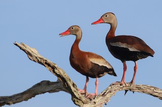 Black-bellied Whistling-Duck (fulgens), ML177599341