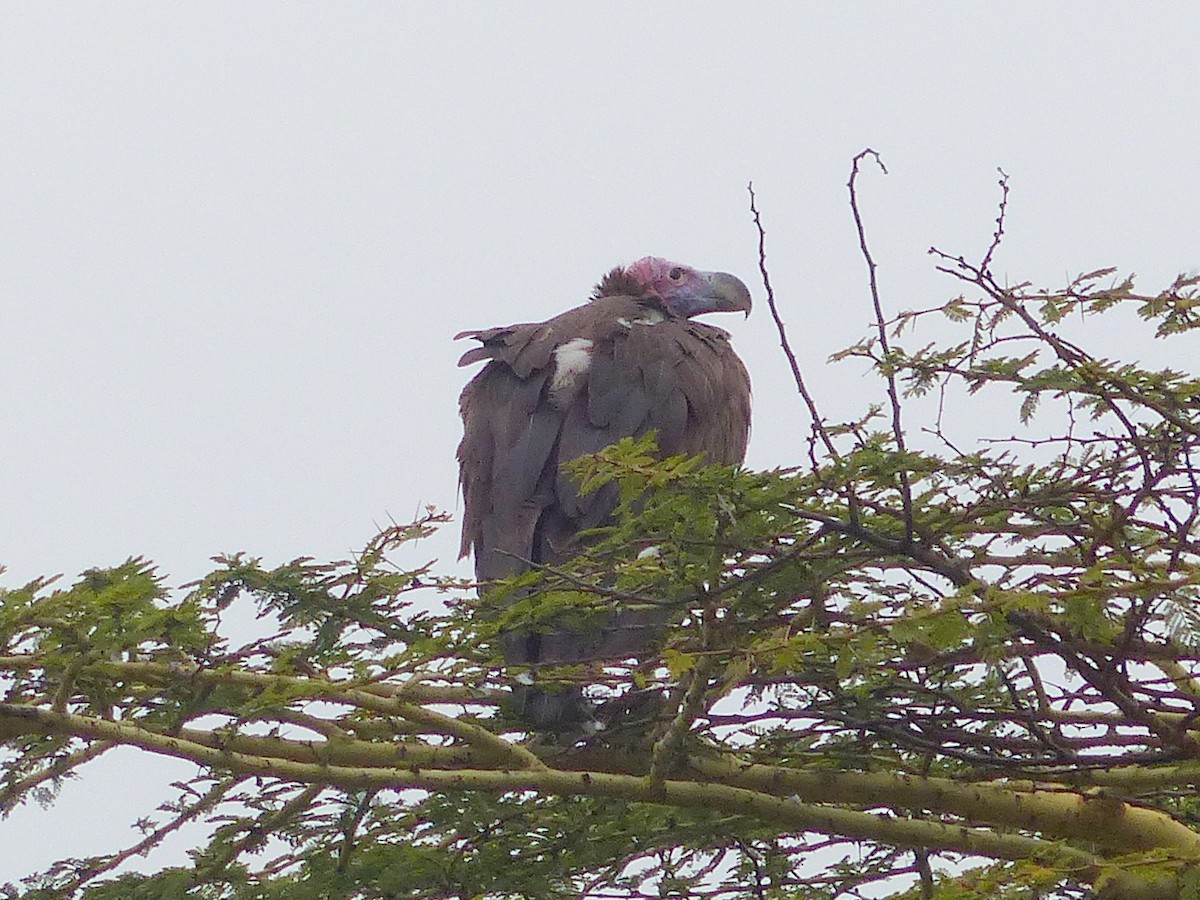 Lappet-faced Vulture - ML177599421