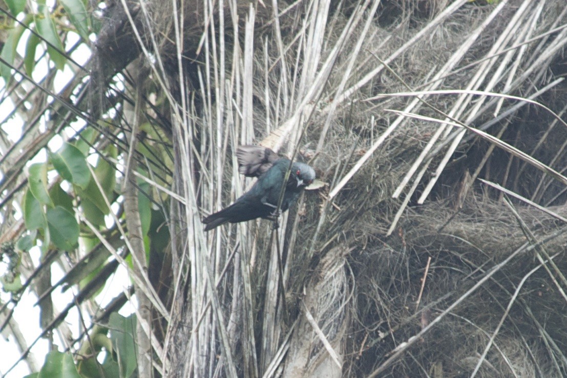 Short-tailed Starling - ML177599441