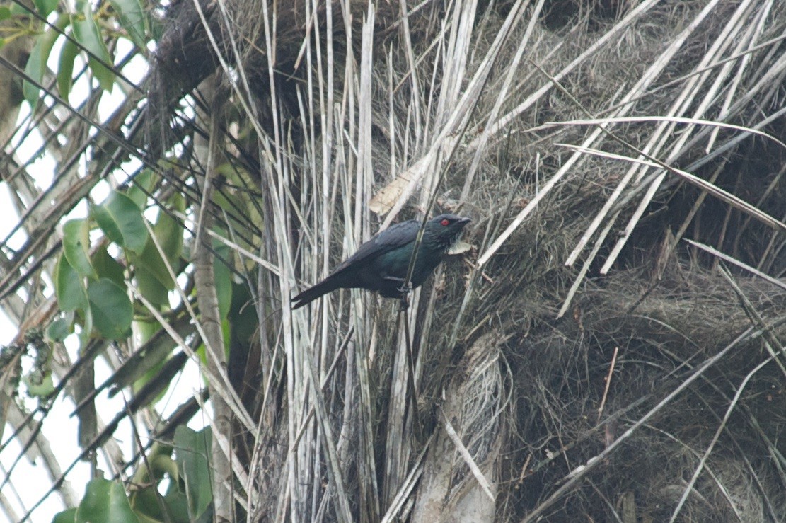Short-tailed Starling - ML177599451