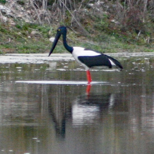 Black-necked Stork - ML177600951