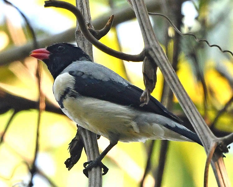 Red-billed Pied Tanager - ML177604211
