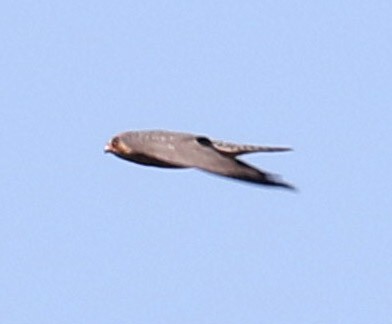 Red-footed Falcon - ML177612381