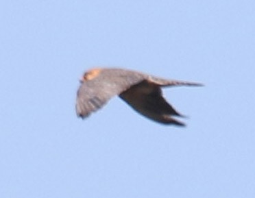 Red-footed Falcon - ML177612391