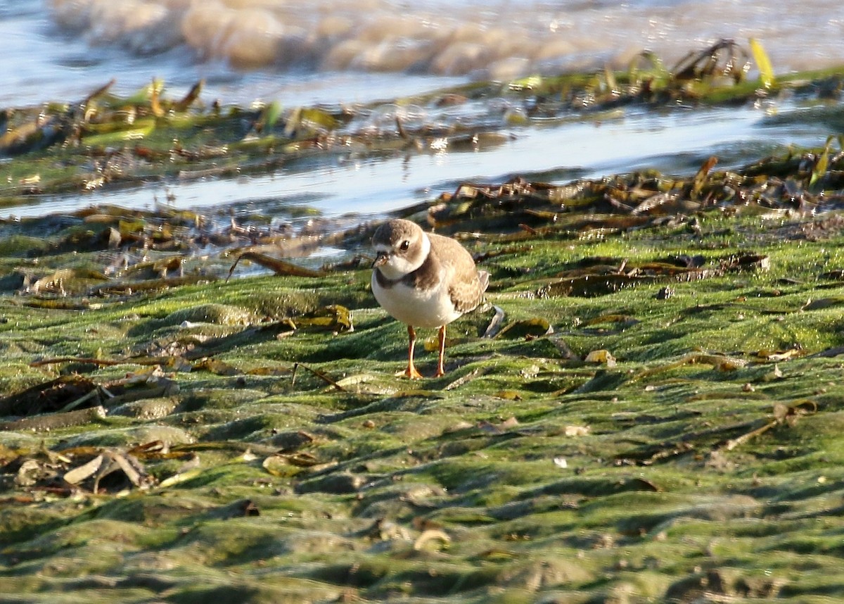 Semipalmated Plover - ML177613451