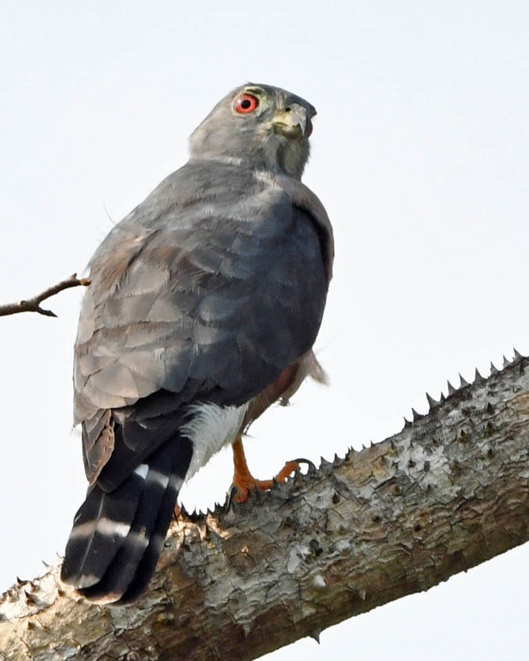 Double-toothed Kite - ML177616041