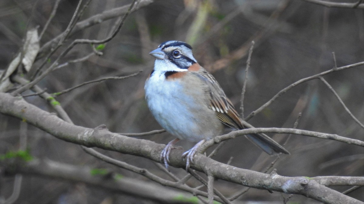 Rufous-collared Sparrow - ML177618791
