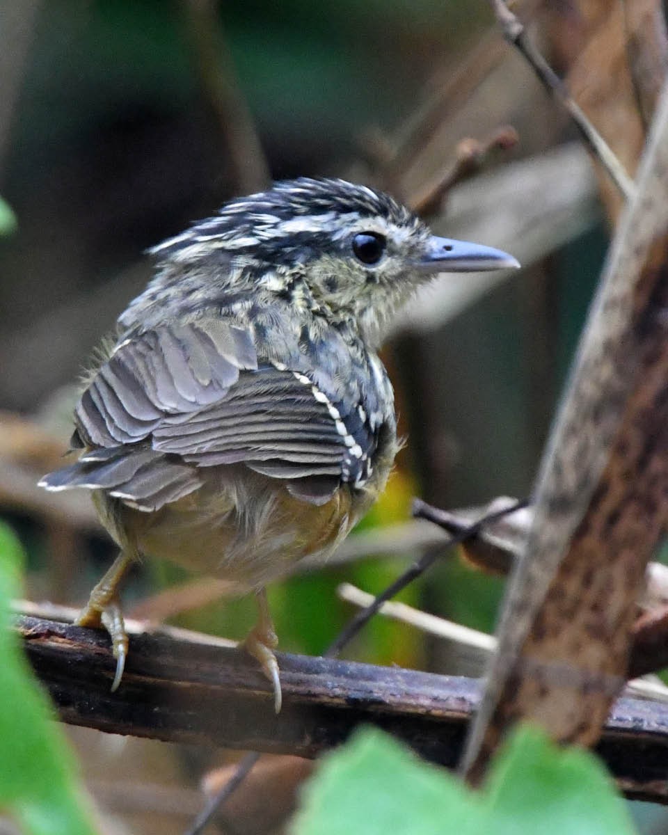 Yellow-breasted Warbling-Antbird - ML177620471