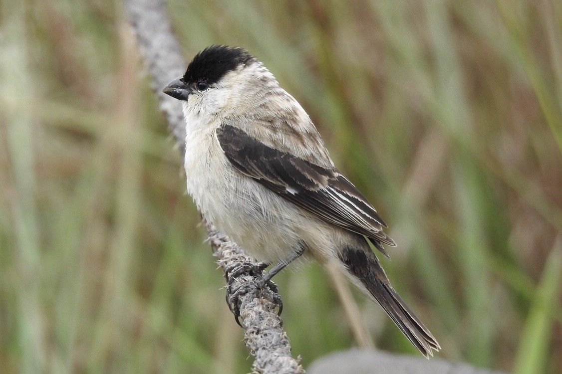Pearly-bellied Seedeater - ML177622051