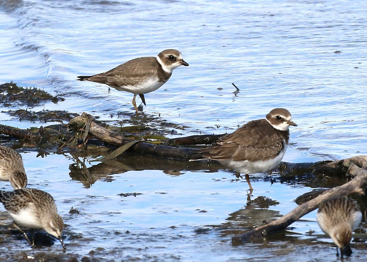 Semipalmated Plover - ML177622671