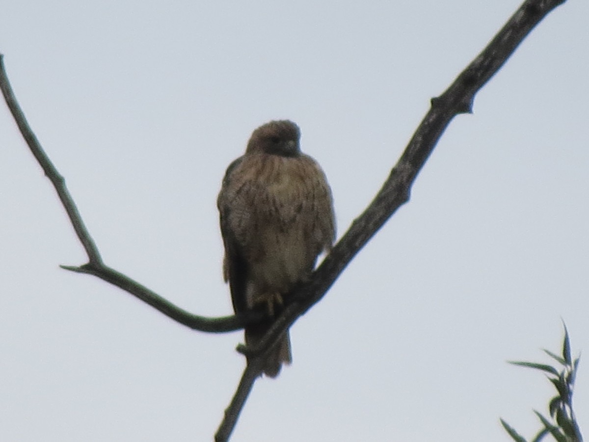 Red-tailed Hawk - ML177624851