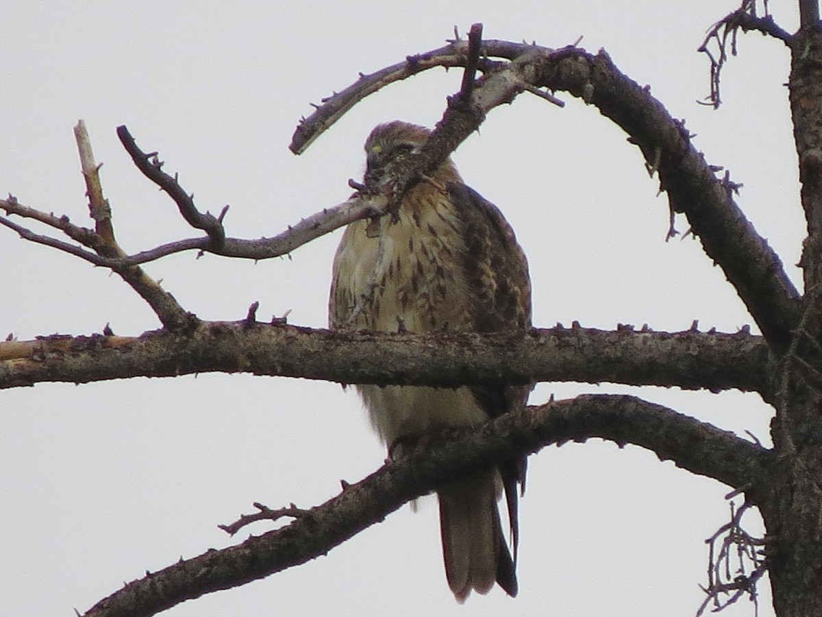 Red-tailed Hawk - ML177624891