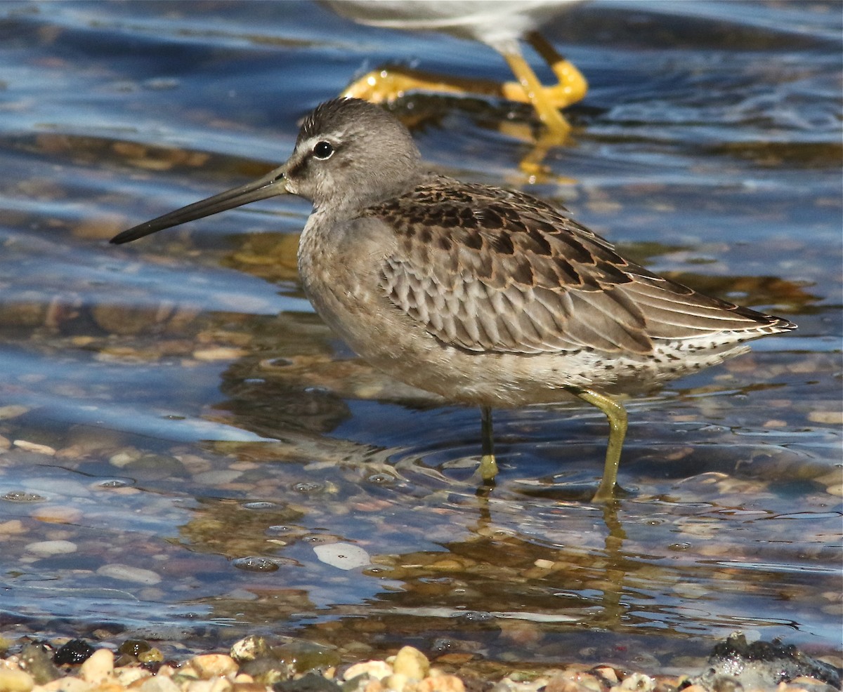 Long-billed Dowitcher - ML177627551