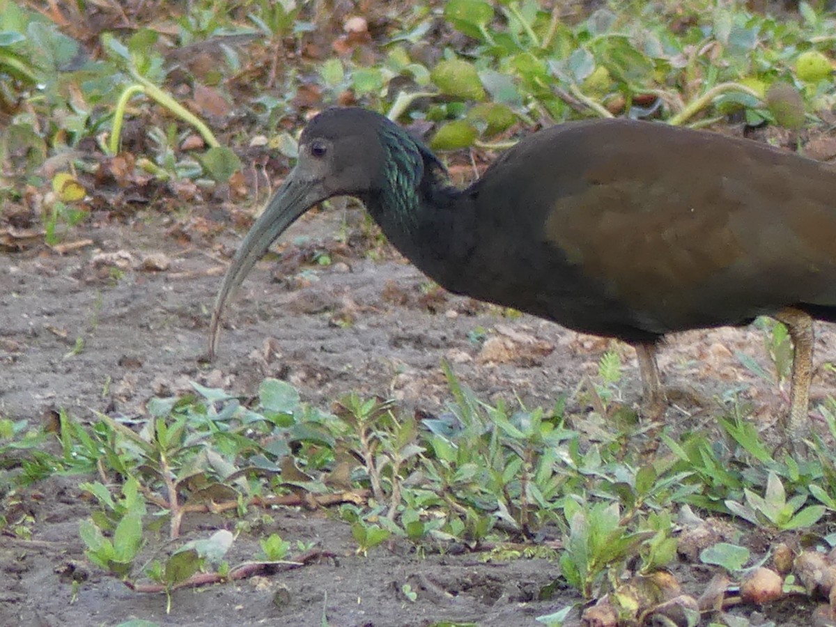 ibis zelený - ML177630271