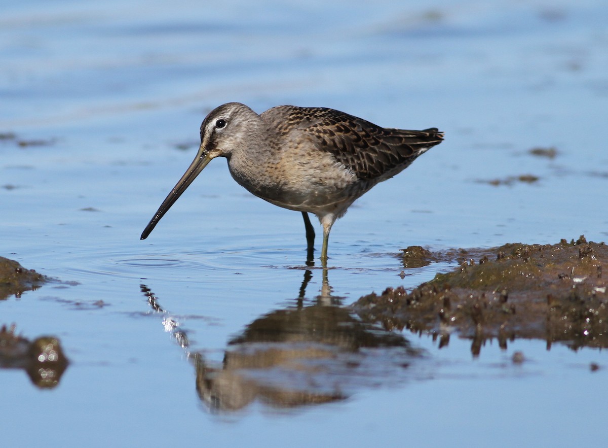 Long-billed Dowitcher - ML177630321