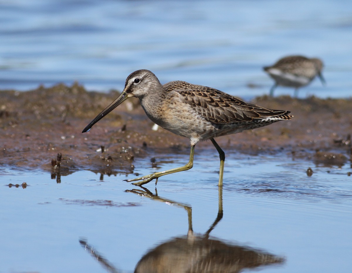 Long-billed Dowitcher - ML177630351