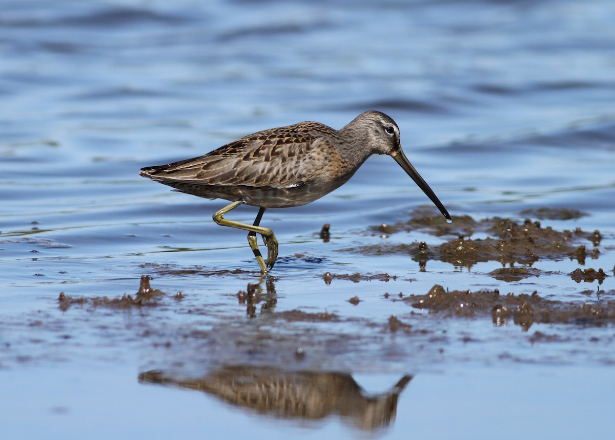 Long-billed Dowitcher - ML177630391