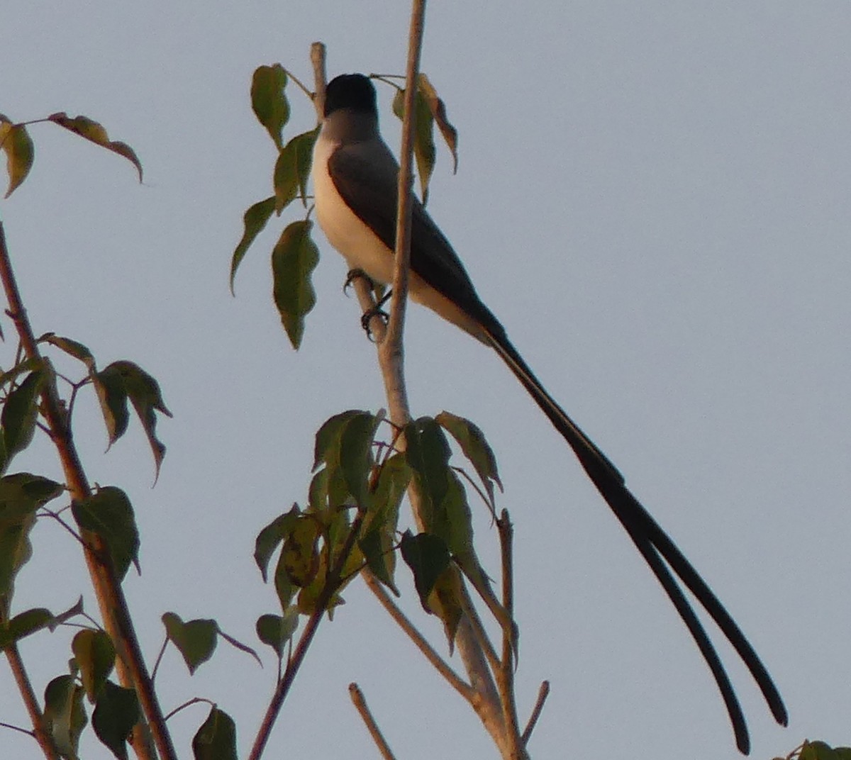 Fork-tailed Flycatcher - Robin Duska