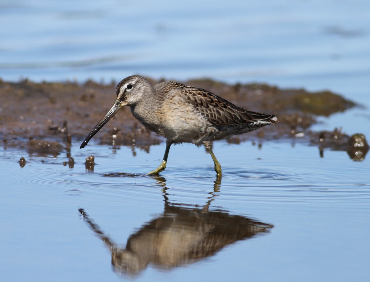 Long-billed Dowitcher - ML177631161