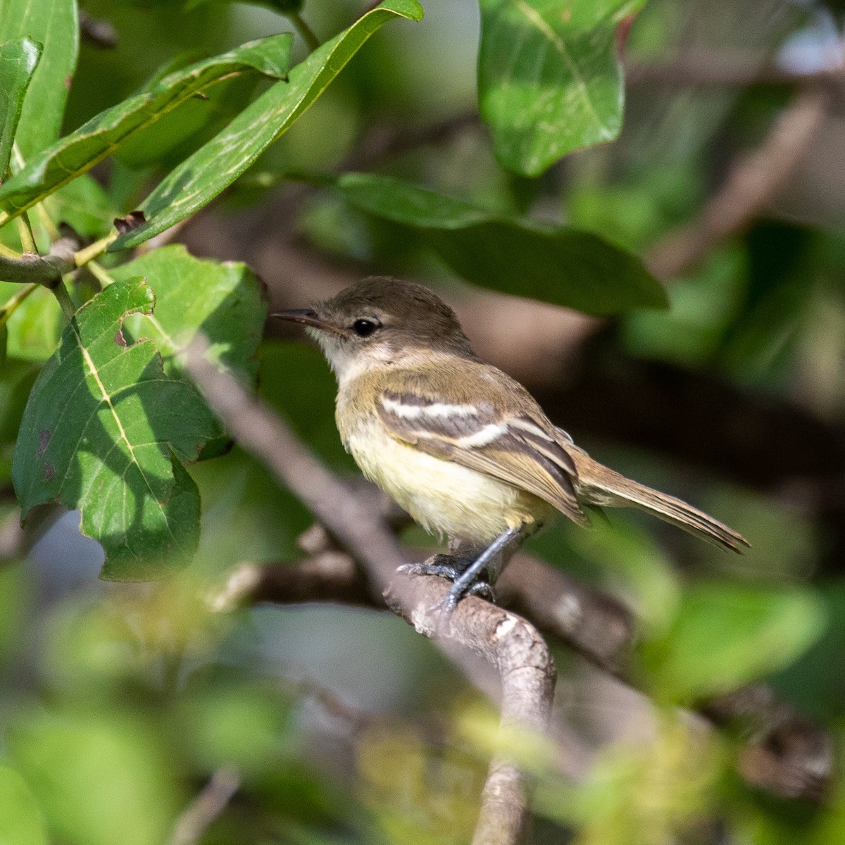Northern Mouse-colored Tyrannulet - Steve McInnis