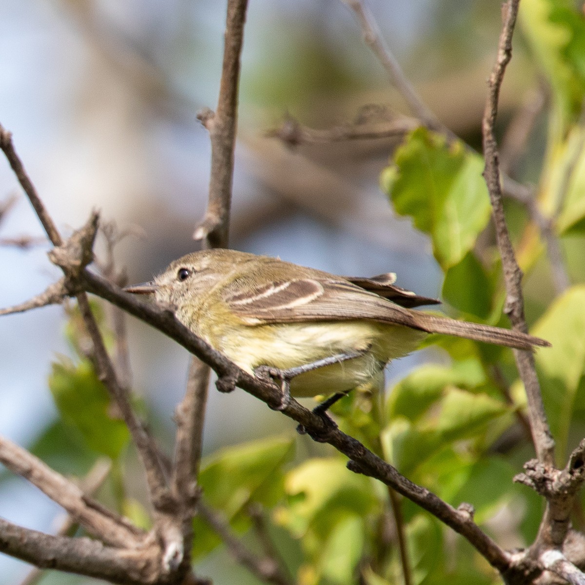 Northern Mouse-colored Tyrannulet - ML177632401