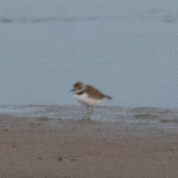 Collared Plover - ML177637871