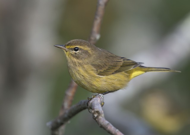 Palm Warbler - eBird