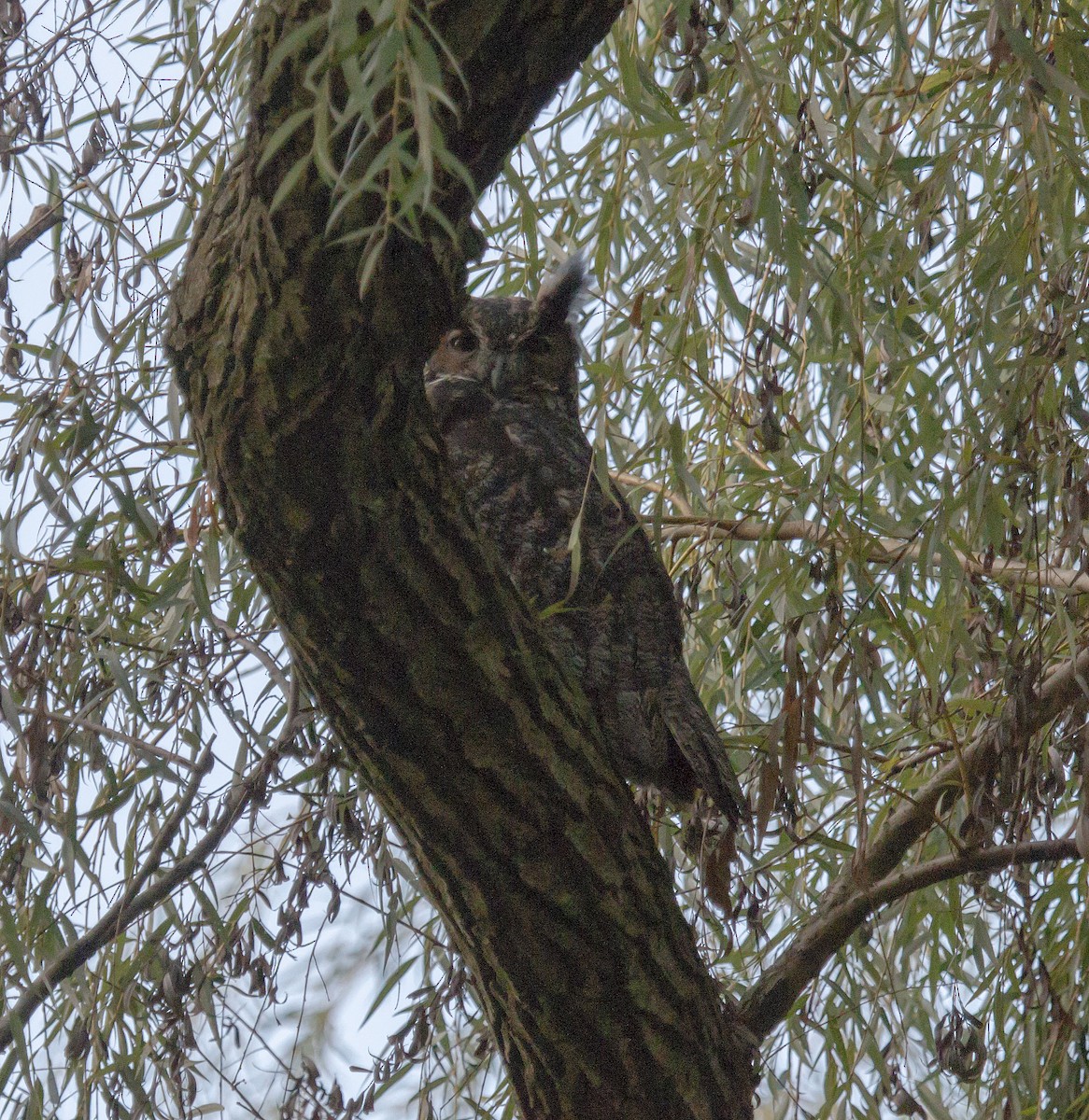 Great Horned Owl - ML177639541