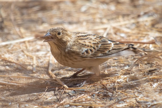 Chestnut-collared Longspur