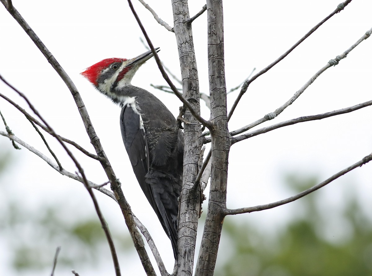 Pileated Woodpecker - Phillip Odum