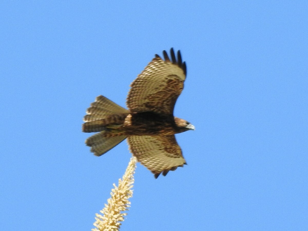 Red-tailed Hawk - ML177645891