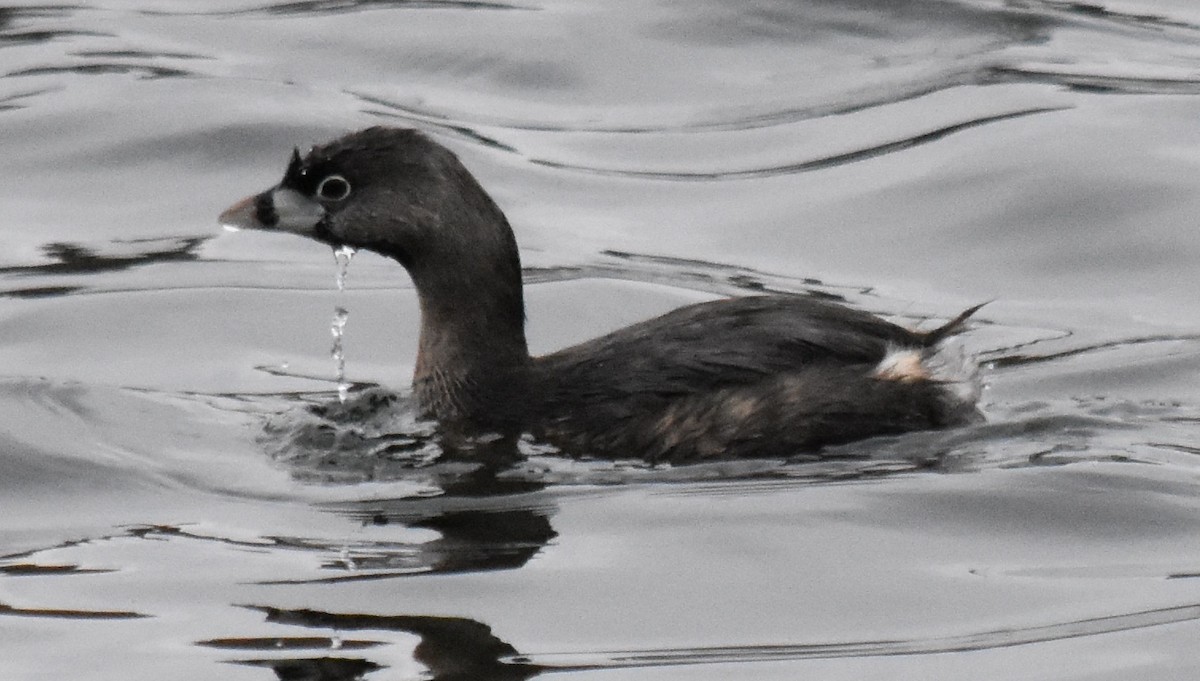 Pied-billed Grebe - andres ebel